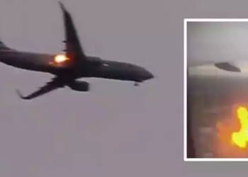 అరుదైన ఘటన: కుందేలు ఇంజన్‌లోకి వెళ్లడంతో ఫ్లైట్ అత్యవసర ల్యాండింగ్