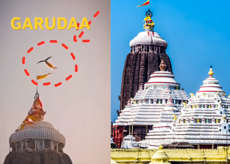 జగన్నాథుని జెండాని ఎగరేసిన గరుడ పక్షి: పూరిలో అద్భుత దృశ్యం!