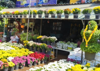 నలభై ఏళ్ల పచ్చని ప్రయాణం.. విశాఖ నగరానికి పచ్చదనం పంచుతున్న ‘గణపతి నర్సరీ’ దంపతులు!